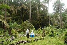 Gestion durable des écosystèmes forestiers / Réunion des ministres des forêts de la Cedeao : la lutte contre la désertification au cœur des assises d’Abidjan