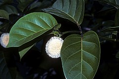 «Nauclea latifolia» ou les mystères de la plante antidouleur