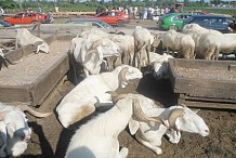 Tabaski/Approvisionnement du marché en viande 120.000 moutons ont été acheminés à Abidjan