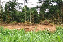 La Côte d’Ivoire perd plus de 300.000 hectares de forêts chaque année