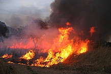 Côte d'Ivoire: 120 morts et plus de 5.000 km2 de terres et forêts détruits par les feux de brousse en 10 ans 