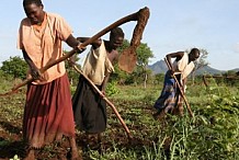 L'agriculture offre les meilleures chances pour éliminer rapidement la pauvreté en Afrique