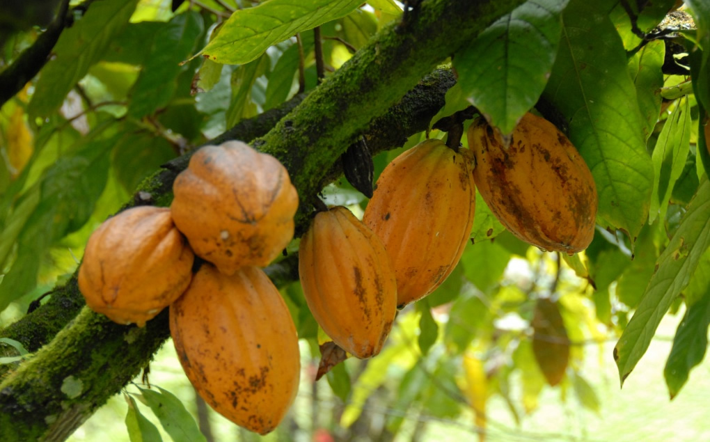 El arbol de cocao Single Origin Tree to Bar Chocolate