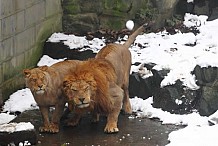 Repeuplement du zoo d’Abidjan: le ministère des Eaux et Forets fait venir trois lions d’Afrique du sud
