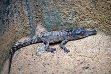 Zoo d’Abidjan, une pouponnière pour les bébés crocodiles d’une espèce en danger 