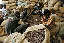 La plus grande plantation mondiale de cacao verra-t-elle le jour en Côte d'Ivoire ?