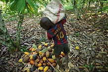 Côte d’Ivoire: régression du travail des enfants dans la cacaoculture
