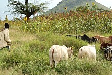 Côte d'Ivoire : 698 cas de conflits éleveurs-agriculteurs répertoriés en 2014 
