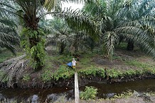 Certification de 5 000 petits producteurs d’huile de palme en Côte d’Ivoire