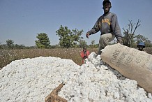 Côte d’Ivoire : Vers l’introduction de nouvelles variétés dans la culture du coton