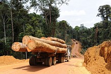 Exploitation forestière: Une application informatique pour délimiter les périmètres d’exploitation