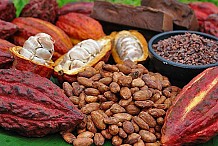 La 4è édition de la Conférence mondiale sur le cacao lancée à Abidjan