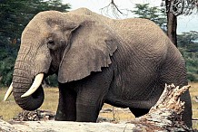 Un paysan tué par un éléphant à Niakara