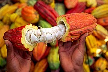 Cacao: accord Côte d’Ivoire et Ghana sur les prix