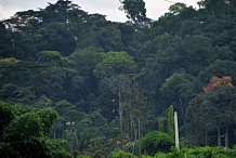 Côte d'Ivoire : une nouvelle politique forestière définie par le gouvernement