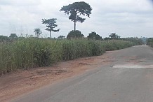 Côte d’Ivoire : le tronçon Agnibilékro – Bondoukou, une voie à réhabiliter  