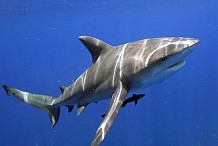 Égypte : un touriste tué par un requin dans une station balnéaire