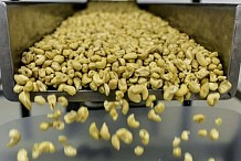 Près de 730.000 tonnes de cajou produites en Côte d’Ivoire (officiel)