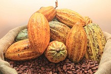 Cacao : échanges à Abidjan entre la Côte d’Ivoire et le Ghana sur le prix plancher