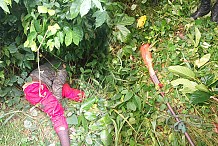Axe Duekoue - Bangolo : un lieutenant de police abat un coupeur de route, ses complices en fuite