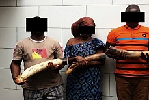 Commune de Koumassi: Trois présumés trafiquants d’ivoire mis aux arrêts