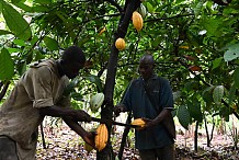 En Côte d'Ivoire, un exemple de transition agroécologique appliquée au cacao