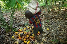 La Côte d’Ivoire désapprouve l’enquête d’un institut américain sur le travail des enfants dans le cacao
