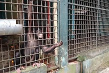 Mort d'un chimpanzé au zoo d'Abidjan, la maltraitance des animaux dénoncée