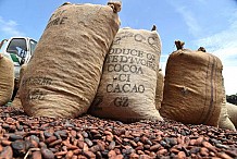 Cacao : une « grève illimitée » contre le blocage de la commercialisation annoncée