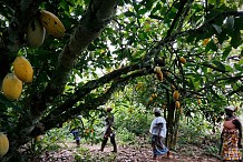 Côte d’Ivoire : Le prix réel du cacao est 2 fois inférieur à celui des années 1960