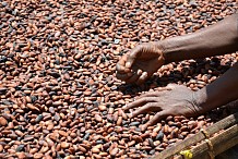 Soutien de 17 milliards de Fcfa aux producteurs de café-cacao : Le Synapci et des organisations reconnaissants au chef de l’Etat