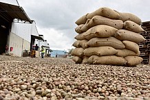 La Côte d’Ivoire devient le troisième fournisseur mondial d’amandes de cajou