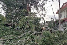 Côte d'Ivoire/ Drame à Grand-Bassam: Une branche d'un arbre centenaire tue 2 personnes devant la Mairie