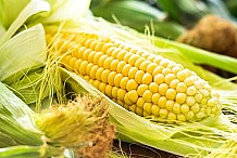 Les paysans sensibilisés à la valorisation de la rafle de maïs pour accroître leurs revenus à Niakara