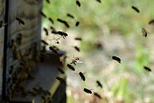 Une attaque d'abeille provoque la mort d'une fillette