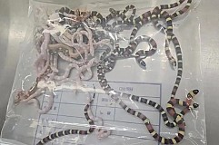 Arrêté avec plus de 100 serpents vivants dans les poches