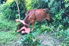 Un touriste retrouvé nu et écorné devant une vache, il aurait tenté de violer la vache