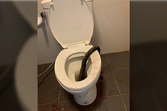 Terreur aux toilettes : un python surgit et mord un homme aux parties intimes