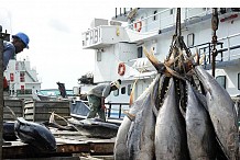 Après un mois d'arrêt, c'est la reprise de la pêche pour les unités semi-industrielles et industrielles