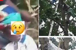 Une femme de 50 ans, soupçonnée d'être une sorcière, se retrouve coincée dans un avocatier Une femme de 50 ans, soupçonnée d'être une sorcière, se retrouve coincée dans un avocatier