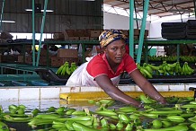 Côte d’Ivoire: le secteur de la banane retrouve le sourire