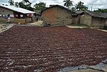 Cacao : après la baisse des cours, les intempéries freinent l'activité