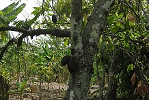  Guémon : 70 000 ha de plantation de cacao bientôt traités